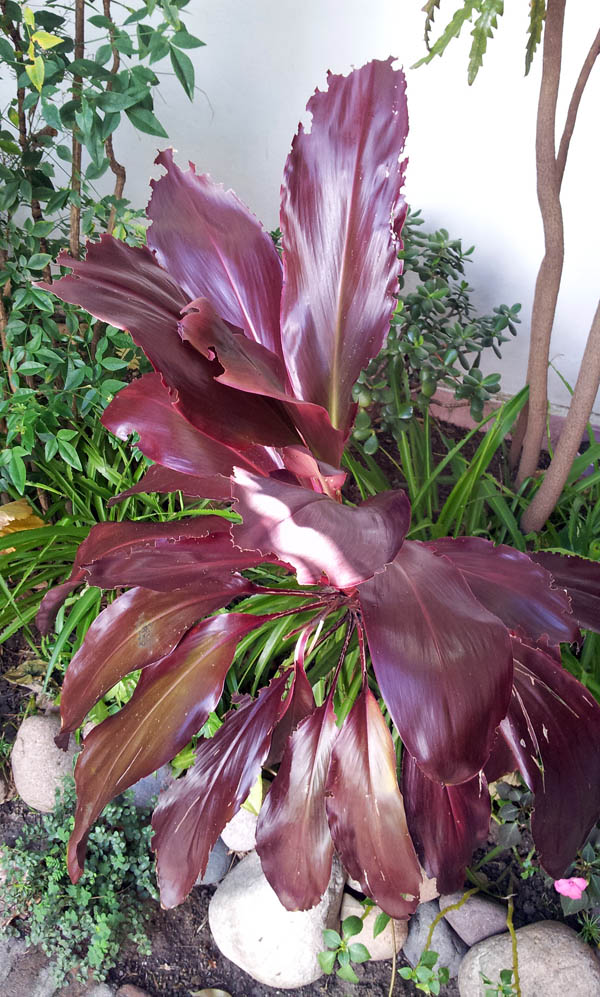 [Foto de planta, jardin, jardineria]