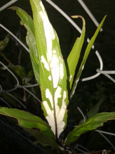 [Foto de planta, jardin, jardineria]