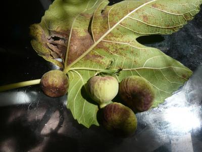 [Foto de planta, jardin, jardineria]