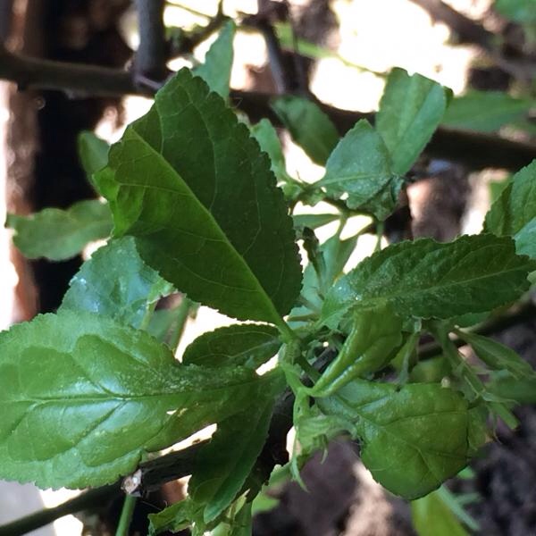 [Foto de planta, jardin, jardineria]