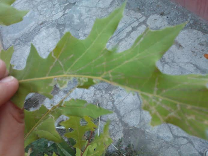 [Foto de planta, jardin, jardineria]