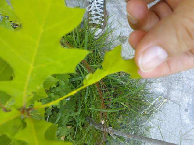 [Foto de planta, jardin, jardineria]