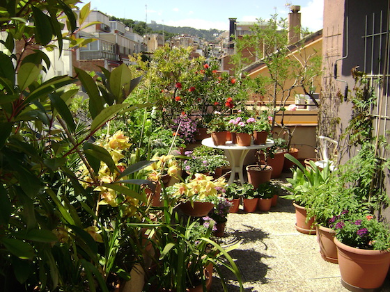 [Foto de planta, jardin, jardineria]