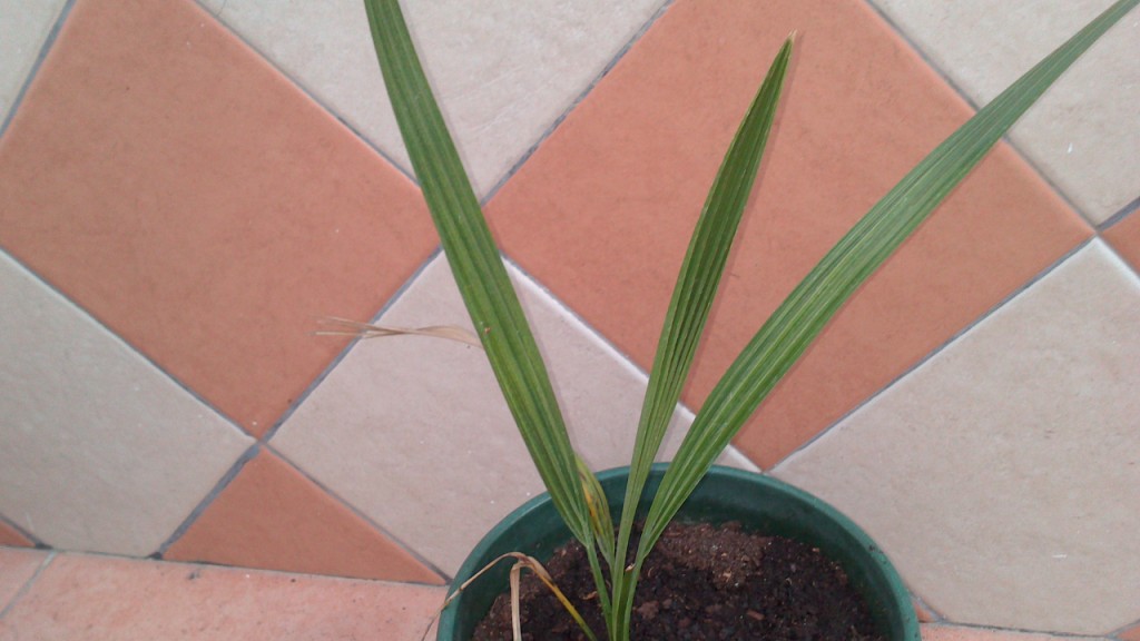 [Foto de planta, jardin, jardineria]