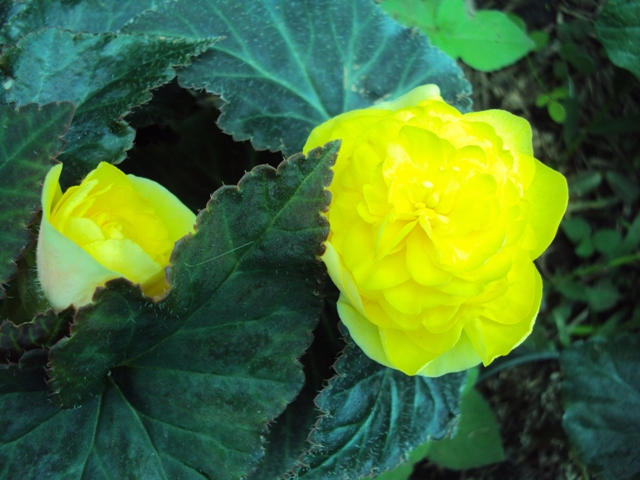 [Foto de planta, jardin, jardineria]