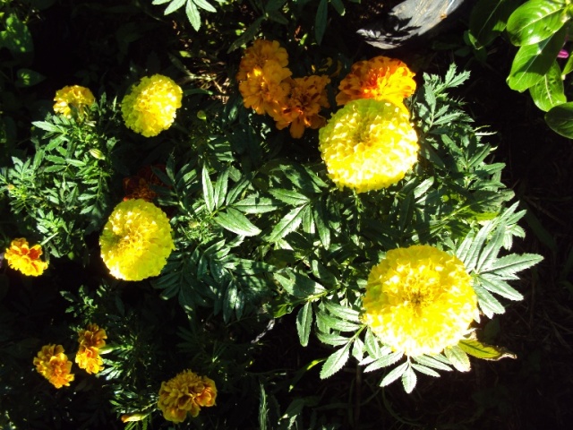 [Foto de planta, jardin, jardineria]