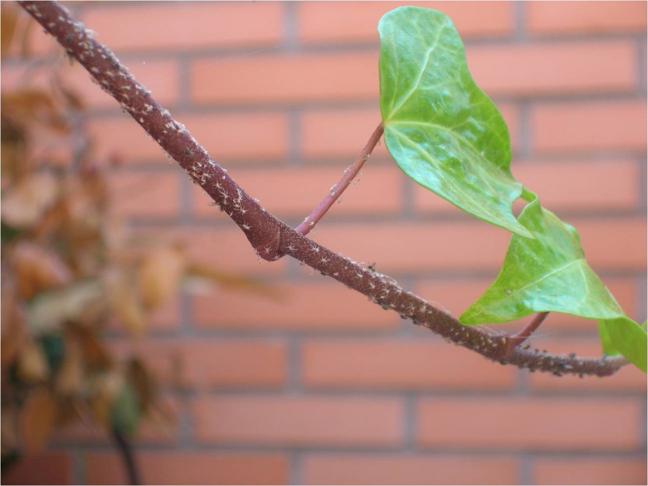 [Foto de planta, jardin, jardineria]