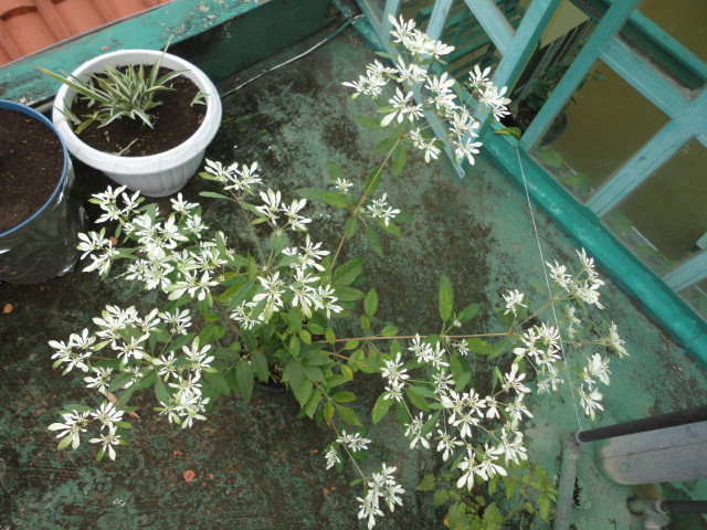 [Foto de planta, jardin, jardineria]