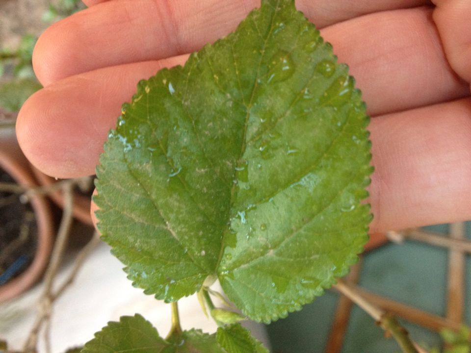 [Foto de planta, jardin, jardineria]