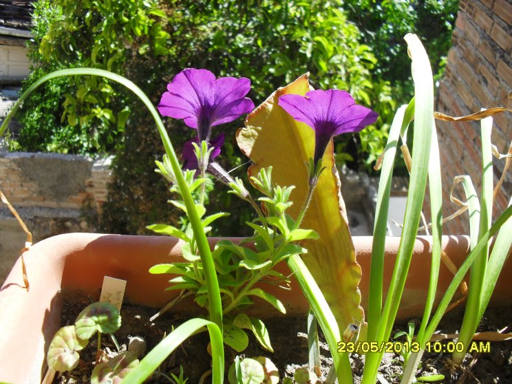 [Foto de planta, jardin, jardineria]