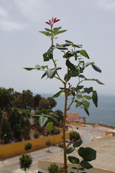 [Foto de planta, jardin, jardineria]