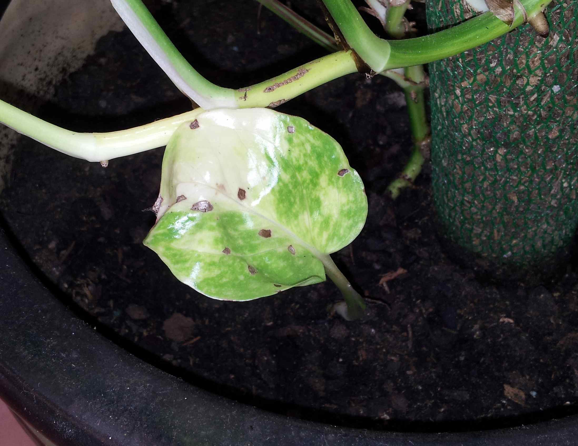 [Foto de planta, jardin, jardineria]