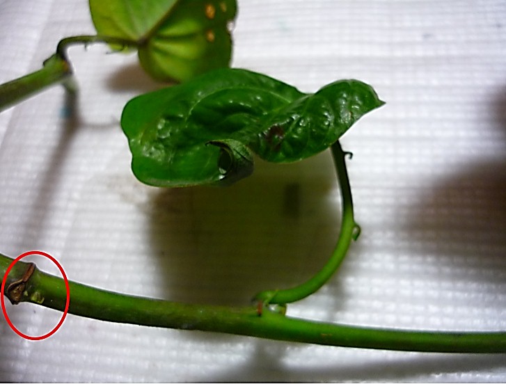 [Foto de planta, jardin, jardineria]