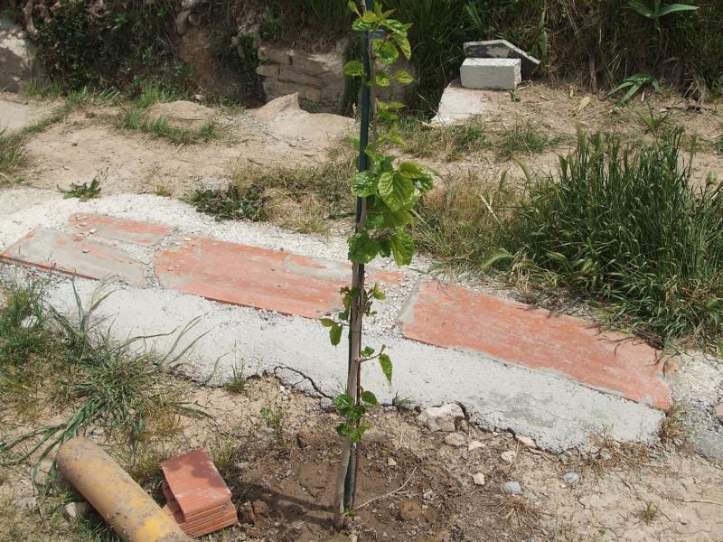 [Foto de planta, jardin, jardineria]