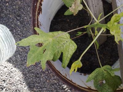 [Foto de planta, jardin, jardineria]