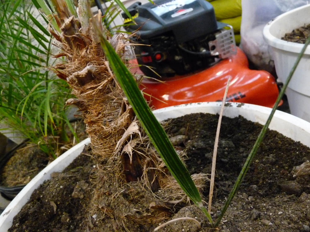 [Foto de planta, jardin, jardineria]