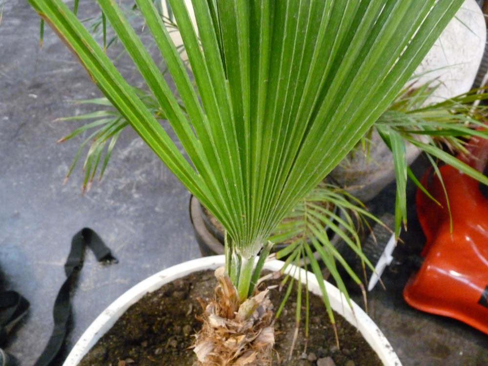 [Foto de planta, jardin, jardineria]