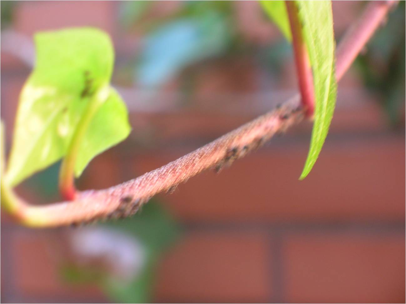 [Foto de planta, jardin, jardineria]