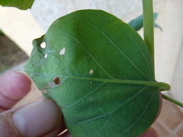 [Foto de planta, jardin, jardineria]