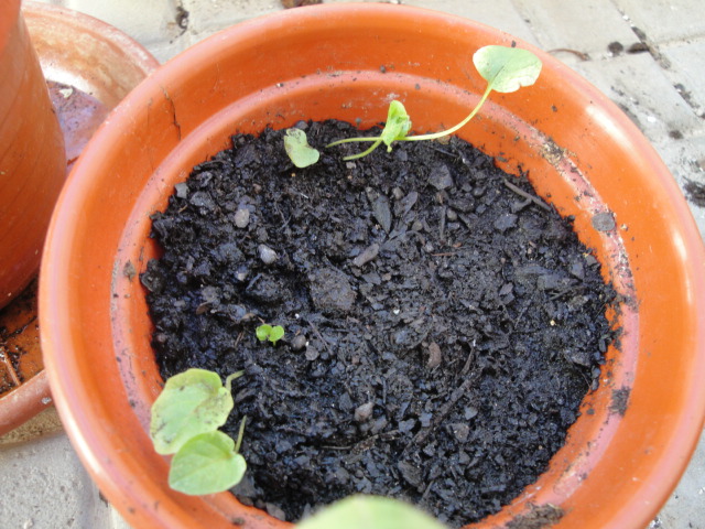 [Foto de planta, jardin, jardineria]