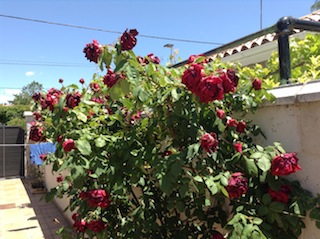 [Foto de planta, jardin, jardineria]