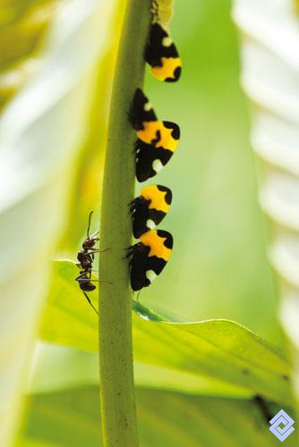 [Foto de planta, jardin, jardineria]