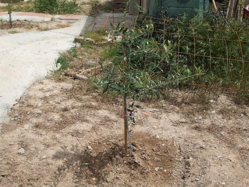 [Foto de planta, jardin, jardineria]