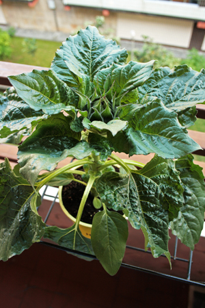 [Foto de planta, jardin, jardineria]