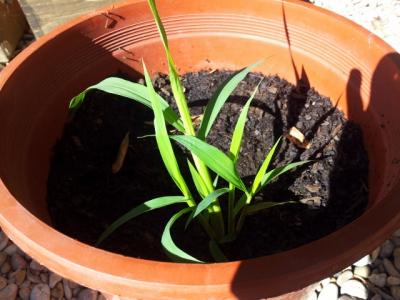 [Foto de planta, jardin, jardineria]