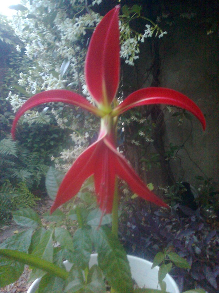 [Foto de planta, jardin, jardineria]