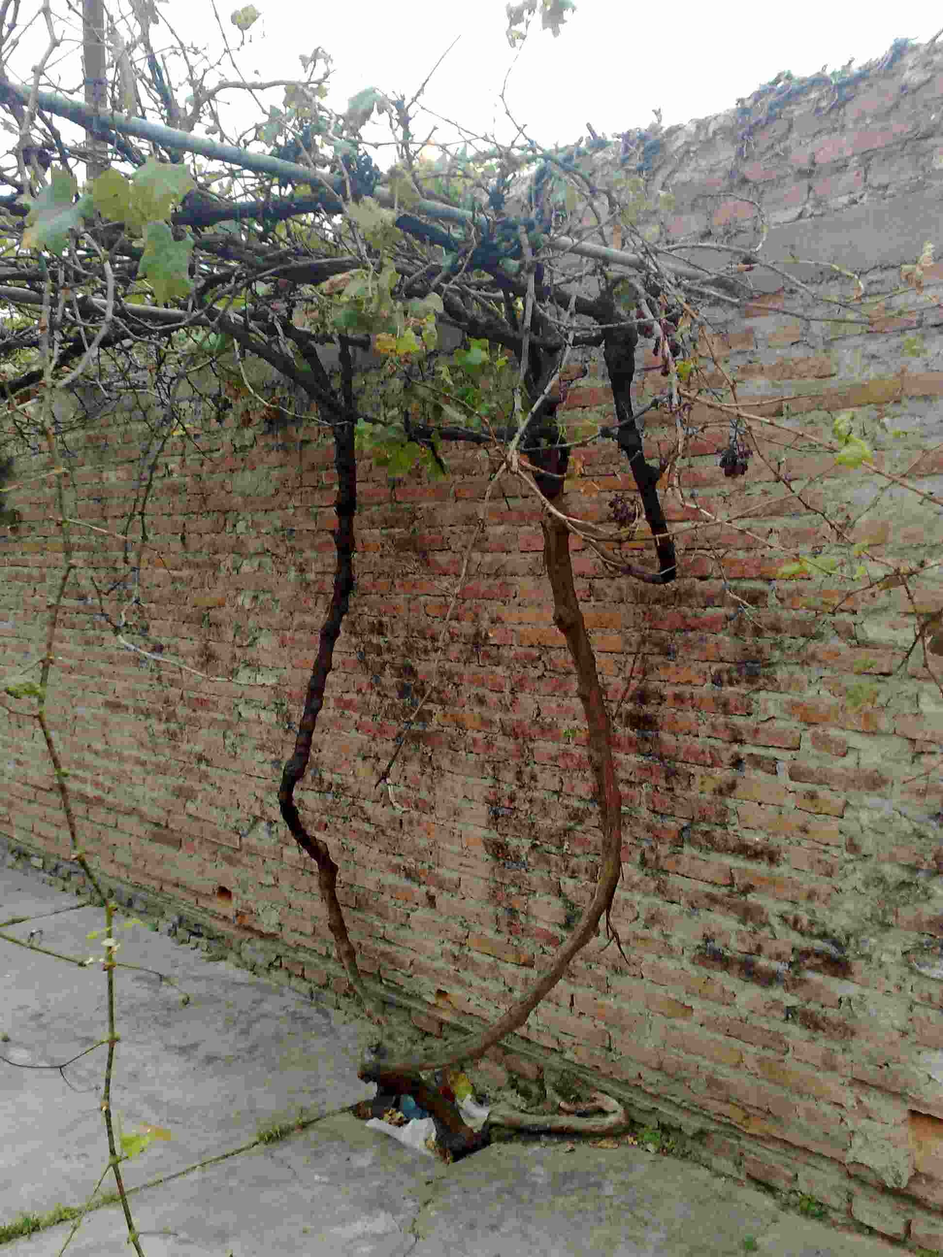 [Foto de planta, jardin, jardineria]