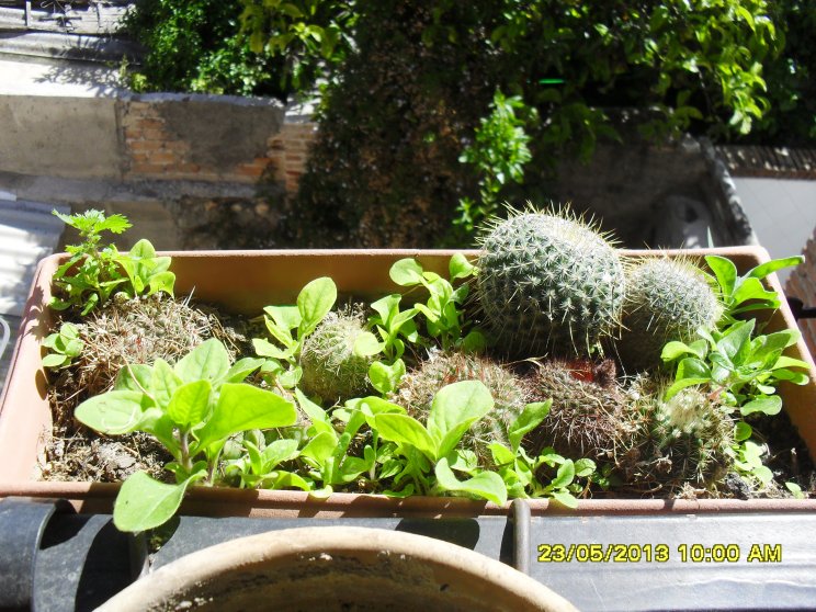 [Foto de planta, jardin, jardineria]