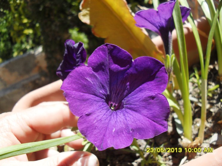 [Foto de planta, jardin, jardineria]