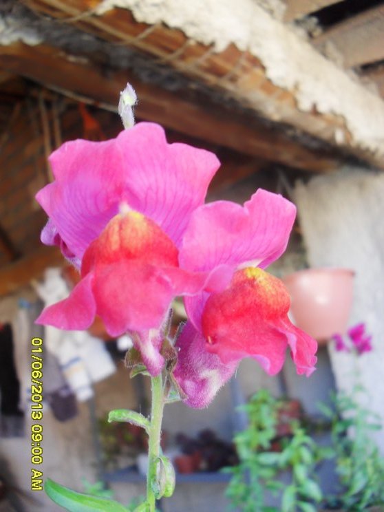 [Foto de planta, jardin, jardineria]