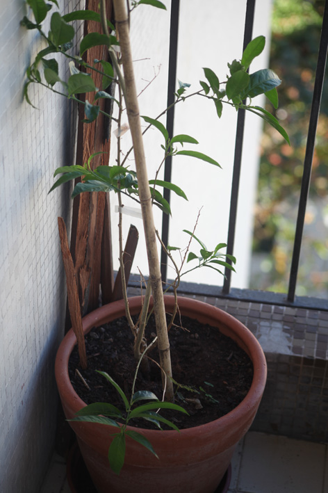 [Foto de planta, jardin, jardineria]