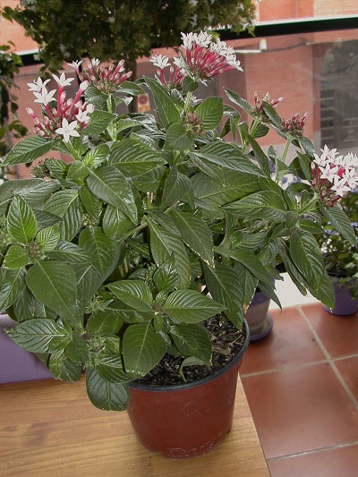 [Foto de planta, jardin, jardineria]