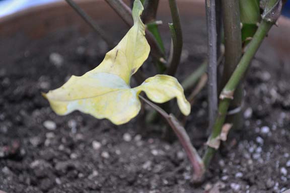 [Foto de planta, jardin, jardineria]