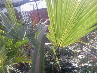 [Foto de planta, jardin, jardineria]