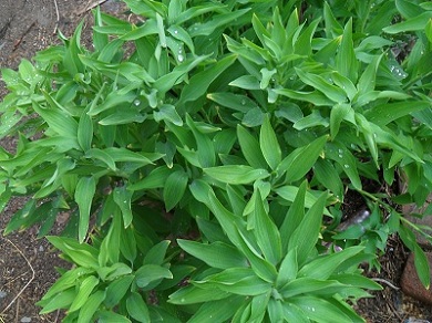 [Foto de planta, jardin, jardineria]