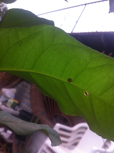 [Foto de planta, jardin, jardineria]