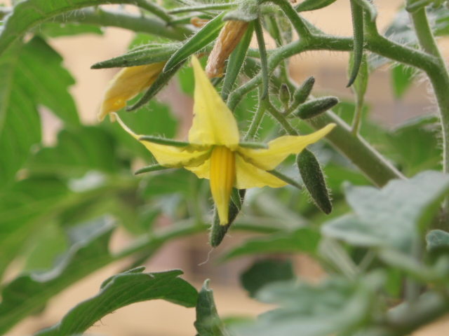 [Foto de planta, jardin, jardineria]