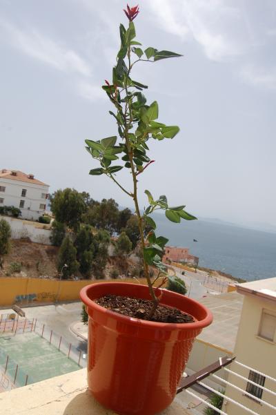 [Foto de planta, jardin, jardineria]