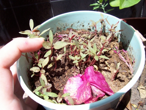 [Foto de planta, jardin, jardineria]