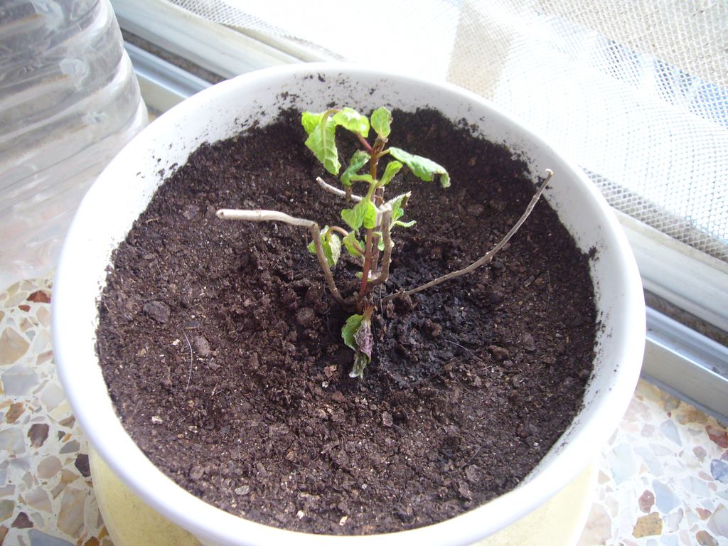 [Foto de planta, jardin, jardineria]