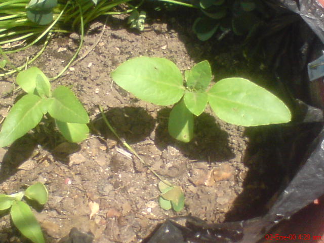 [Foto de planta, jardin, jardineria]