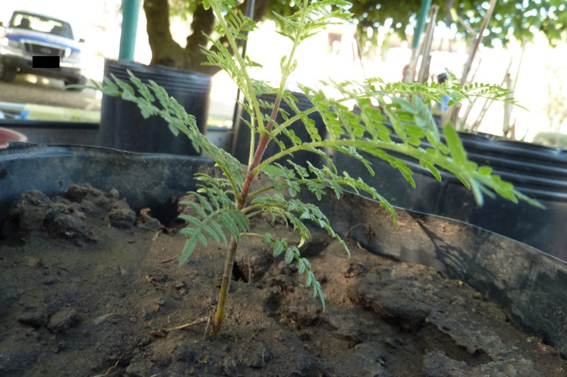 [Foto de planta, jardin, jardineria]