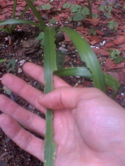 [Foto de planta, jardin, jardineria]