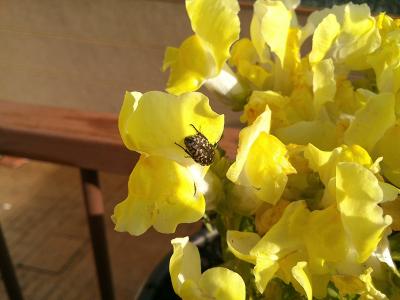 [Foto de planta, jardin, jardineria]