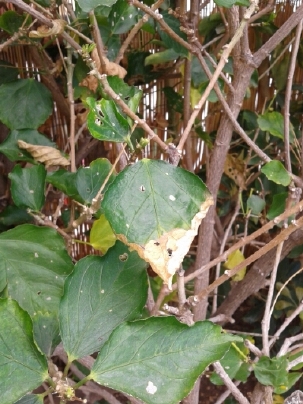 [Foto de planta, jardin, jardineria]