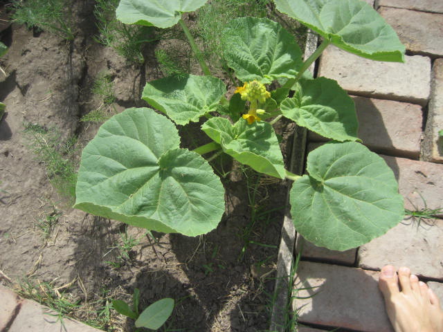 [Foto de planta, jardin, jardineria]